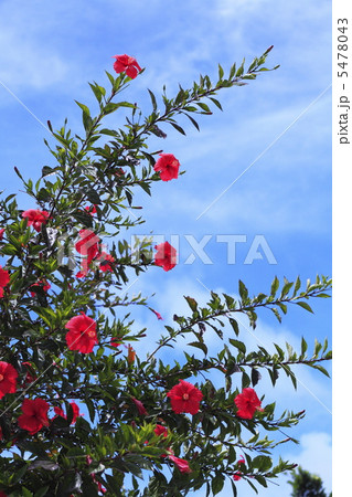 南国のイメージ　ハイビスカス 5478043