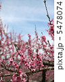 笛吹市の桃の花1 5478074