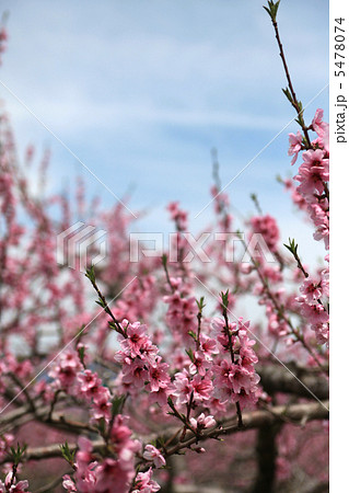 笛吹市の桃の花1 5478074