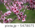 笛吹市の桃の花2 5478075