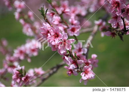 笛吹市の桃の花2 5478075