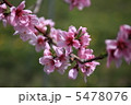 笛吹市の桃の花3 5478076