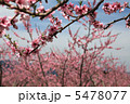 笛吹市の桃の花4 5478077