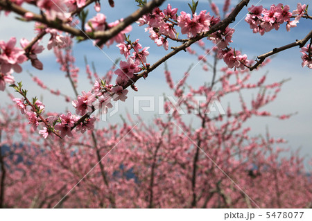 笛吹市の桃の花4 笛吹市の桃の花4 5478077