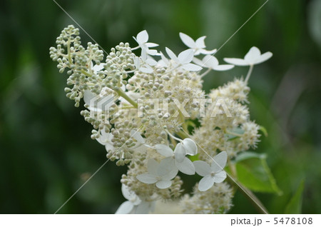 ノリウツギ 5478108