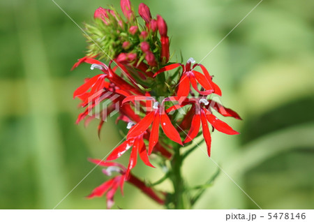 紅花沢桔梗　とても可憐な花ですが毒草です。 5478146
