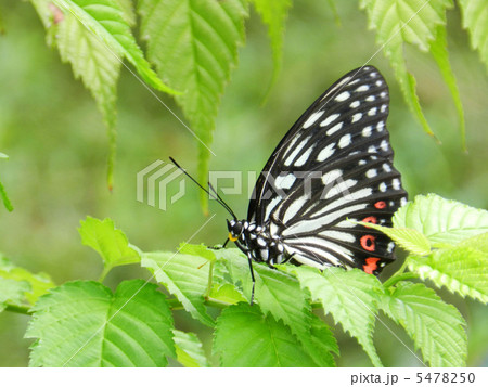 アカボシゴマダラ(赤星胡麻斑) アカボシゴマダラ(赤星胡麻斑) 5478250