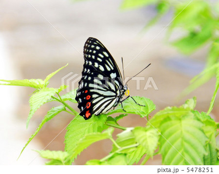 アカボシゴマダラ（赤星胡麻斑） 5478251