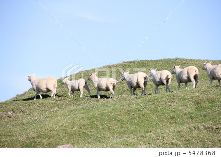 ニュージーランドの羊の行列の写真素材
