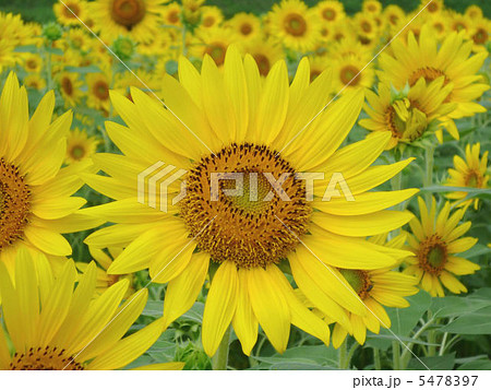 満開の向日葵 5478397