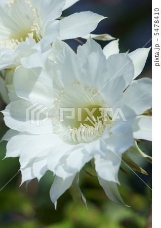 仙人掌 姿に似合わず綺麗な花が咲きました。 仙人掌 姿に似合わず綺麗な花が咲きました。 5478410