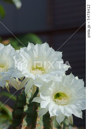 仙人掌 姿に似合わず綺麗な花が咲きました。 仙人掌 姿に似合わず綺麗な花が咲きました。 5478412
