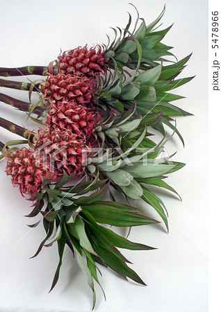 ハナパイン ハナパイン 5478966