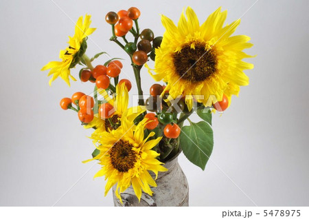 ひまわり　と　トウガラシコニカル 5478975