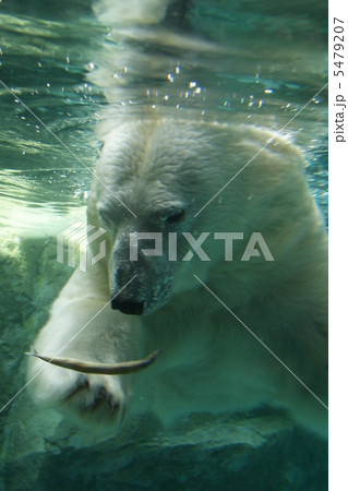 シロクマ 5479207