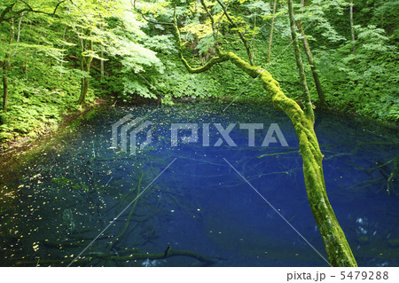 白神山地の青池 5479288