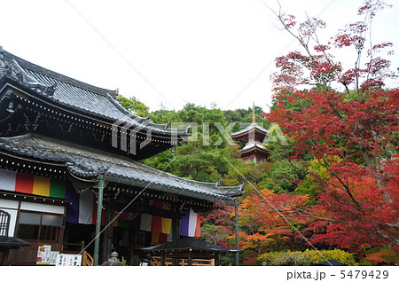 京都 今熊野観音寺の秋 京都 今熊野観音寺の秋 5479429