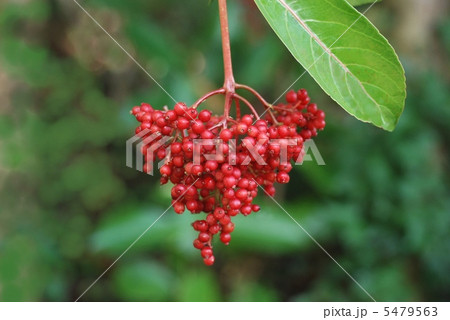 サンゴジュ果実 5479563