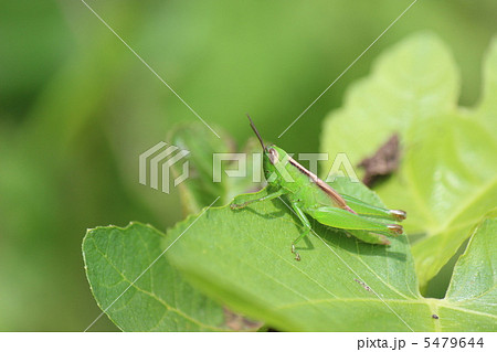 コバネイナゴ 5479644