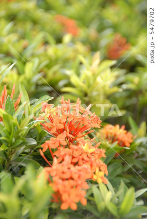 サンタンカ 5479702