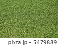 芝生 5479889