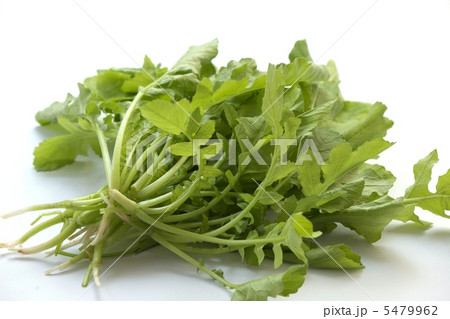大根菜 5479962