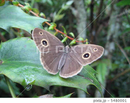 ヒメジャノメ ヒメジャノメ 5480001