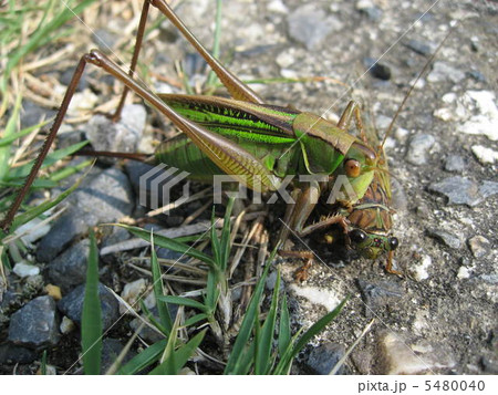 キリギリス キリギリス 5480040