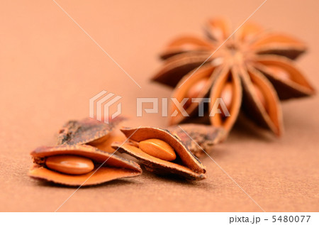 スターアニス 5480077