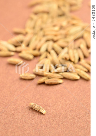 クミン クミン 5480109