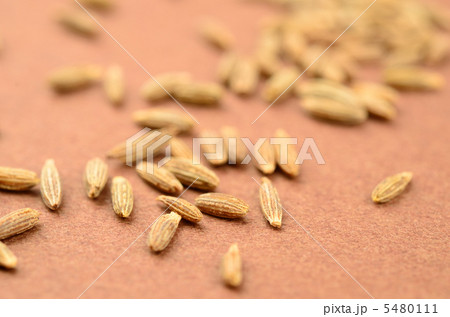 クミン クミン 5480111