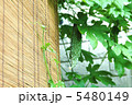ゴーヤ 5480149