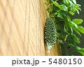 ゴーヤ 5480150