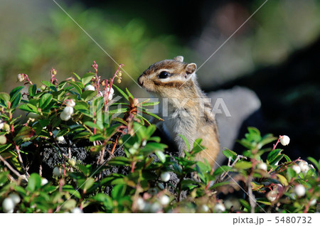 エゾシマリス エゾシマリス 5480732