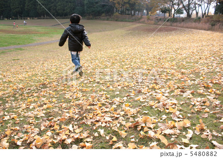 落ち葉 落ち葉 5480882