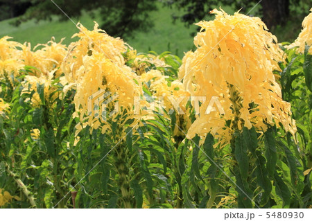 ハゲイトウ 5480930