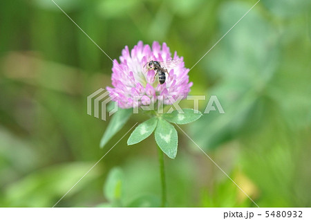 マツムシソウ 5480932