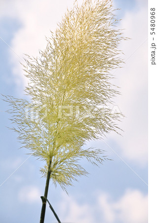 パンパスグラス パンパスグラス 5480968