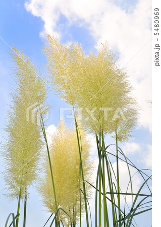 パンパスグラス 5480969