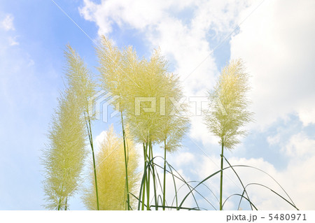 パンパスグラス 5480971