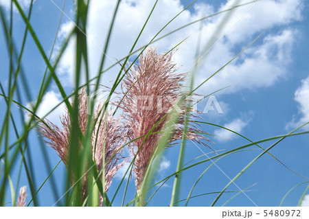 パンパスグラス 5480972