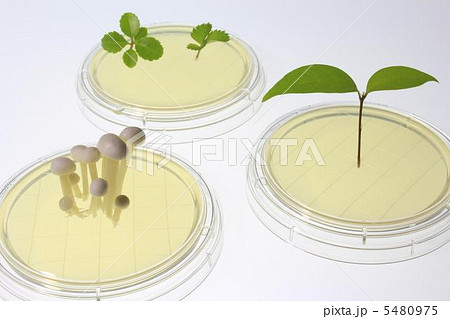 バイオのイメージ バイオのイメージ 5480975