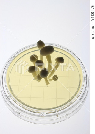 バイオのイメージ 5480976