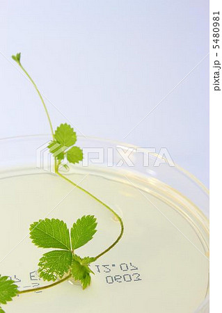 バイオのイメージ バイオのイメージ 5480981