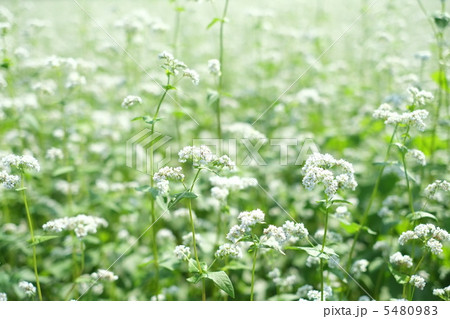蕎麦の花畑 5480983