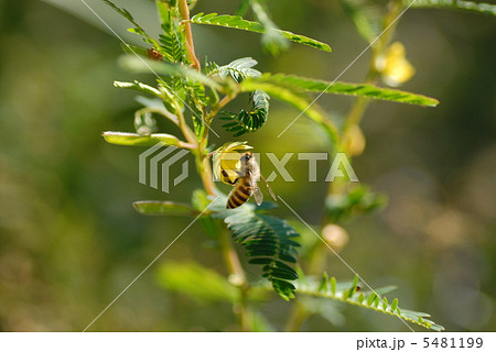カワラケツメイと蜜蜂 カワラケツメイと蜜蜂 5481199