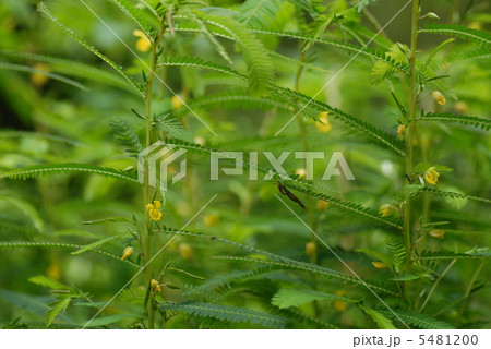 カワラケツメイ カワラケツメイ 5481200