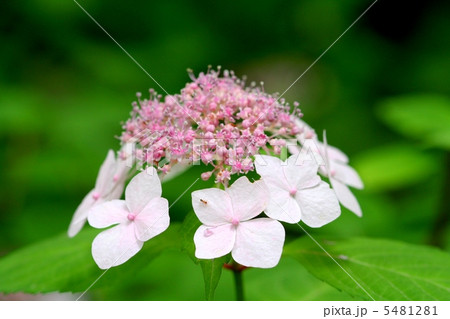 葉を甘茶に利用するヤマアジサイ・小甘茶 5481281