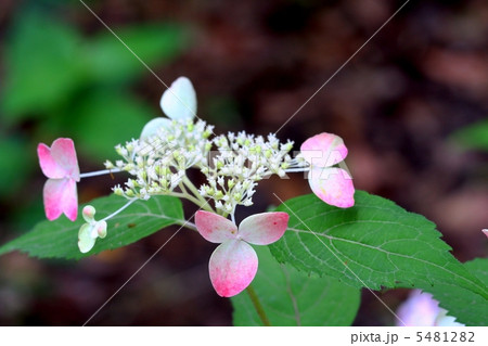 装飾花が白から深紅色に変化するヤマアジサイ・クレナイ 5481282