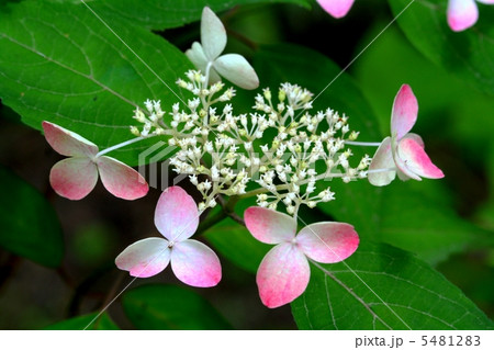 装飾花が白から深紅色に変化するヤマアジサイ 七変化の写真素材